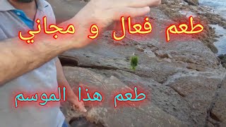 طريقة جمع الطعم لصيد الأسماك . أفضل الطعوم لصيد الأسماك .