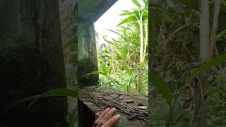 Serbian Dancing Lady Real life vs Parkour Pov Scazy😬 #parkourpov #shorts #serbianhorror #horror