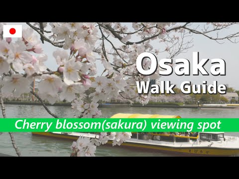 【 Okawa River 】Famous cherry blossom(sakura) viewing spot in Osaka