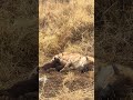 South Africa Kruger National Park hyena 南アフリカのクルーガー国立公園で暮らすハイエナの子育て