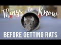Rat Care For Beginners!
