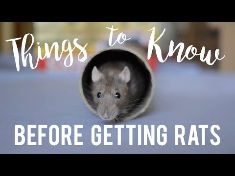 Video: How To Care For Domestic Rats