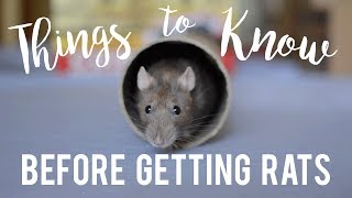 Rat Care For Beginners!