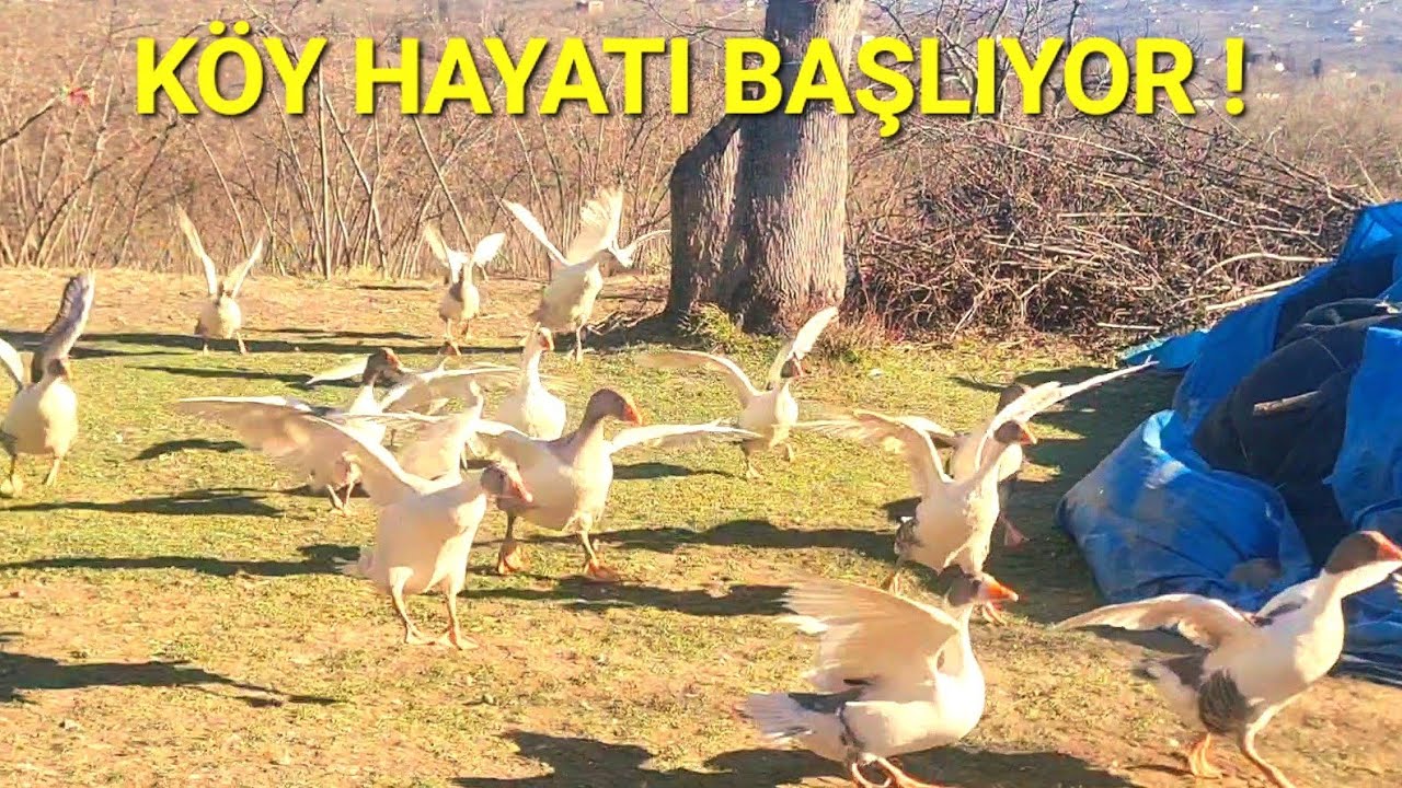YENİ ÇİFTLİK HAYATI!KENDİNİ İNSAN ZANNEDEN KAZ!#yenikümeshayatı #çiftlikhayvanları #çiftlikhayatı