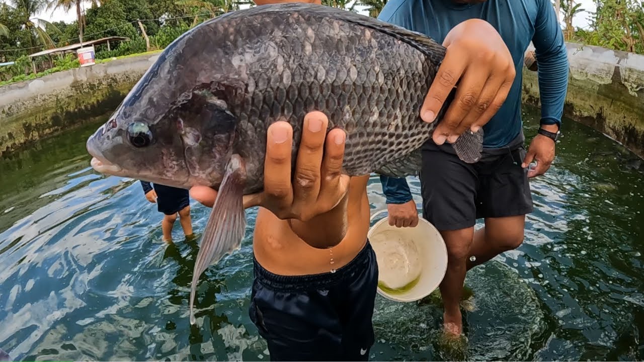 Trocamos os peixes para um reservatório gigante 😱 Veja o resultado