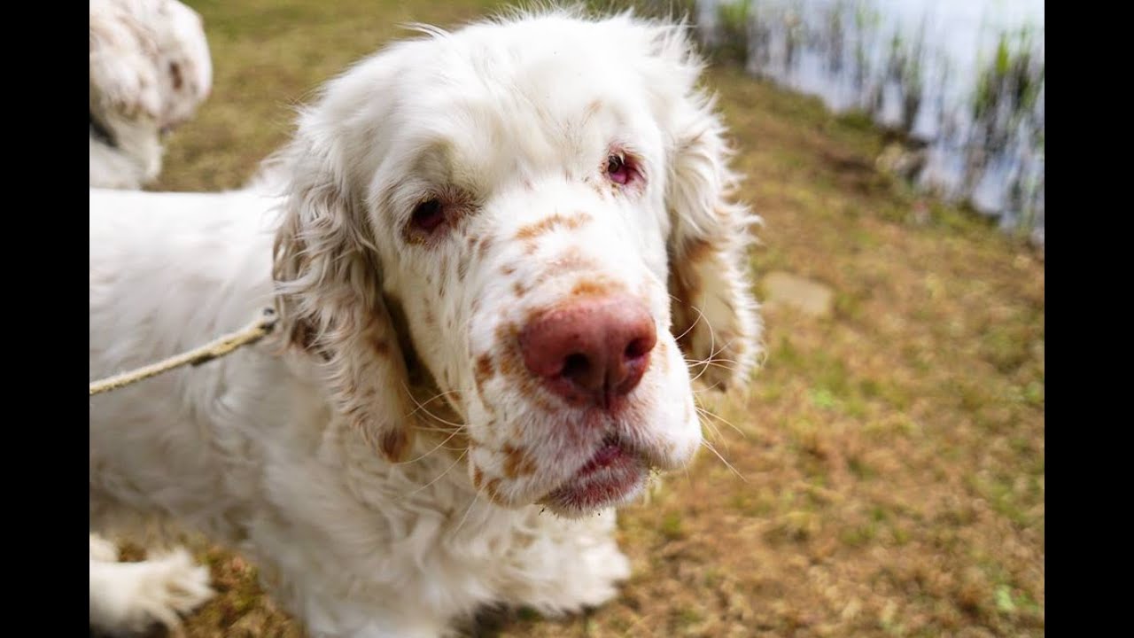 Dog Rescue Nottinghamshire England Dog Rescue Nottinghamshire England