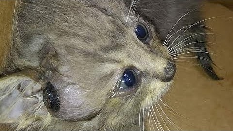 Immense Botfly Maggot removed from kitten head crying for help