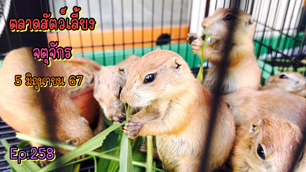 Zing’s Day l ตะลุยสัตว์เลี้ยงจตุจักร 5 มิถุนายน 67 (Ep.258)