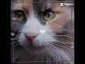 Daily Cat! #cat #cute #bunnybebe1 #edit #sillycat #kitty