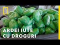 Într Un Transport De Ardei Iuți S Au Găsit Droguri De 31 Mil Traficanți 