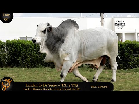 LOTE 09   LANDAU DA DI GENIO