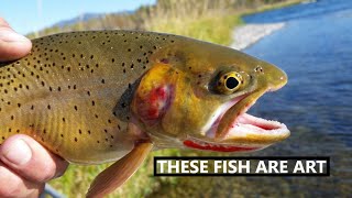 Fly Fishing a Stunning Colorado Alpine Lake Full of Cutthroat Trout