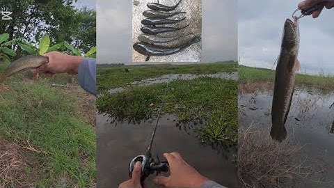 បបក់ត្រីផ្ទក់/រ៉សតាមបឹងធម្មជាតិត្រីខាំកាចៗសាហាវៗ-Fun Snakehead Fly Cast Fishing In The Natural lake.