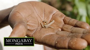 Fall armyworm destroying maize farms in India