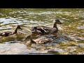 Peaceful Moment with The quietest Ducks Erindale Park Credit River Mississauga