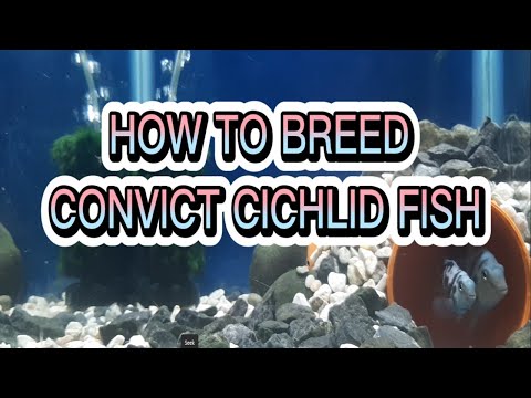 Video: Convict Cichlid Breeding Setup und Anforderungen