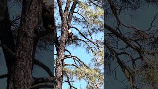 Native American cultures revere the bald eagle as a sacred messenger to the Creator