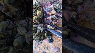 Satisfying Barnacle ASMR – Ocean Wave Sounds #barnacles #asmr #satisfying
