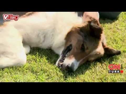 Collie Cinsi Kopeklerin Belirgin Ozellikleri Nelerdir Youtube