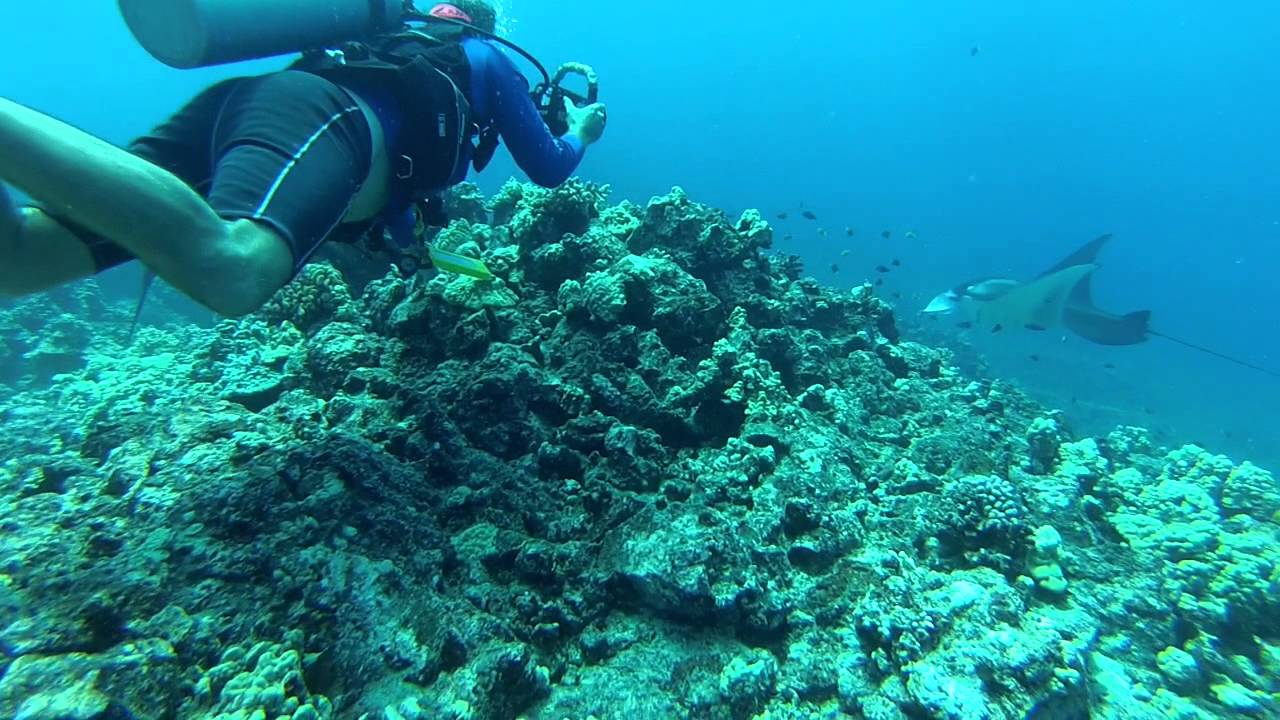 Hawaii Kona coast Scuba Dive YouTube
