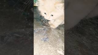 sad gaana #mirchavlog777 #cat #catvsdog#catreels#shots #sadstatus #viral #trending