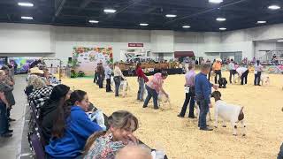 ABGA National Show 16-20 mo