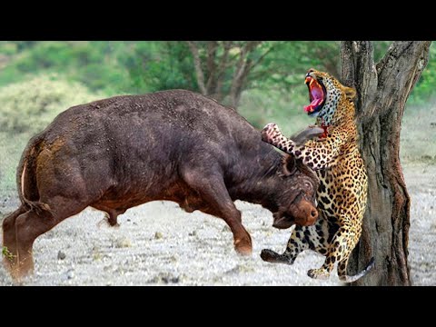Buffalo And Leopard! The Leopard Was Fiercely Attacked By A Herd Of Buffalo While Hunting Buffalo - YouTube