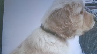 Simba presentation 