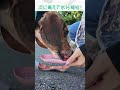 ヤンチャがすぎるビーグル犬の散歩 #ビーグル #お散歩 #いぬ #犬のいる暮らし #ペット