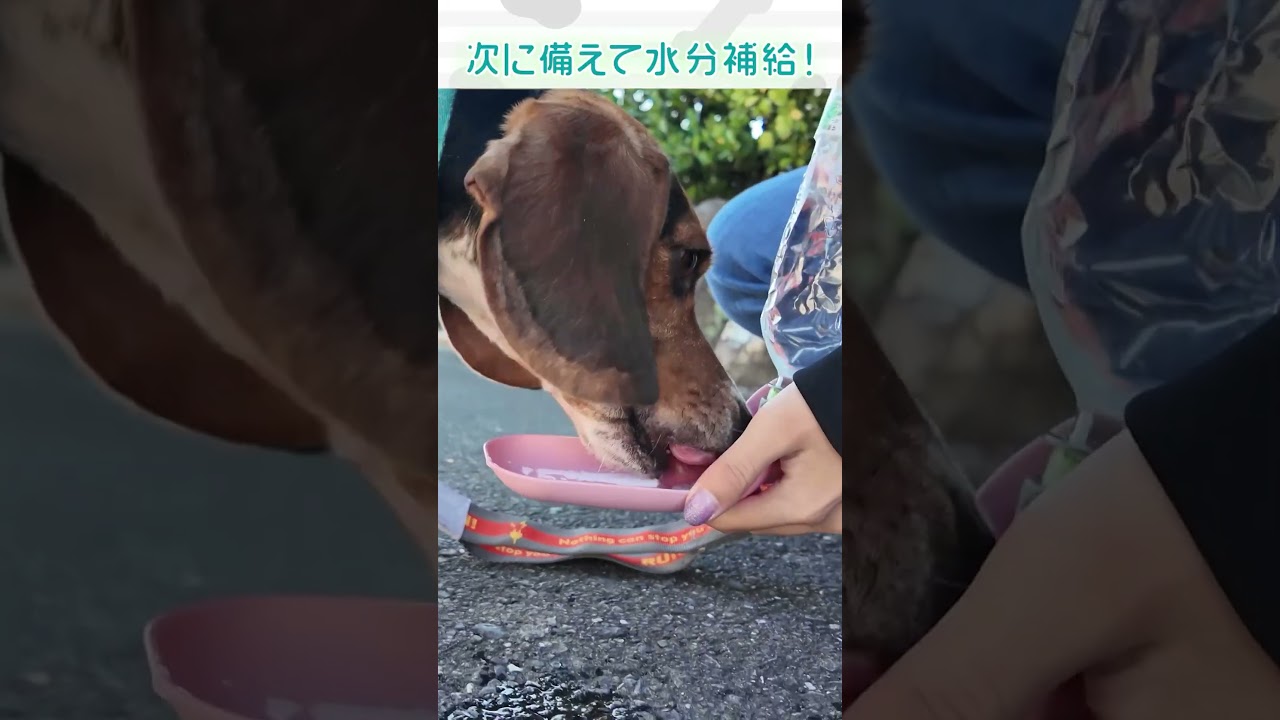 ヤンチャがすぎるビーグル犬の散歩 #ビーグル #お散歩 #いぬ #犬のいる暮らし #ペット