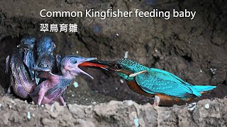 翠鳥 - 育雛/Common Kingfisher - feeding baby
