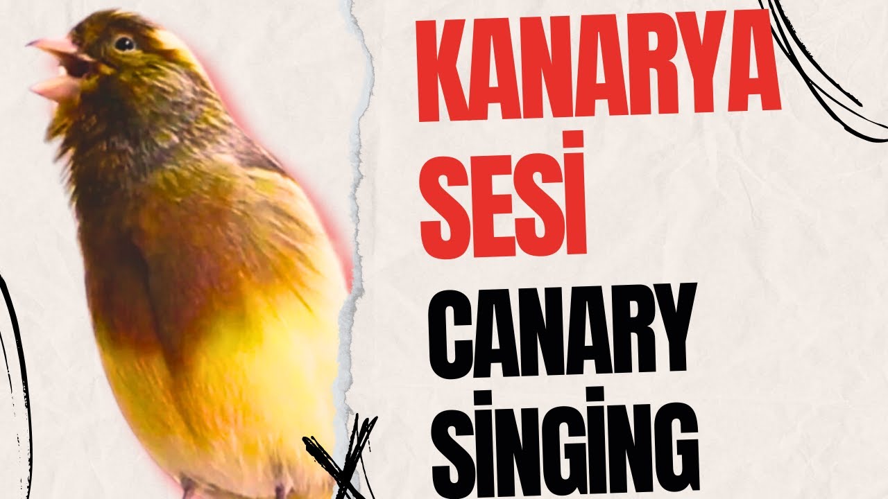 Can This Canary Win The Bird Singing Contest This Year?