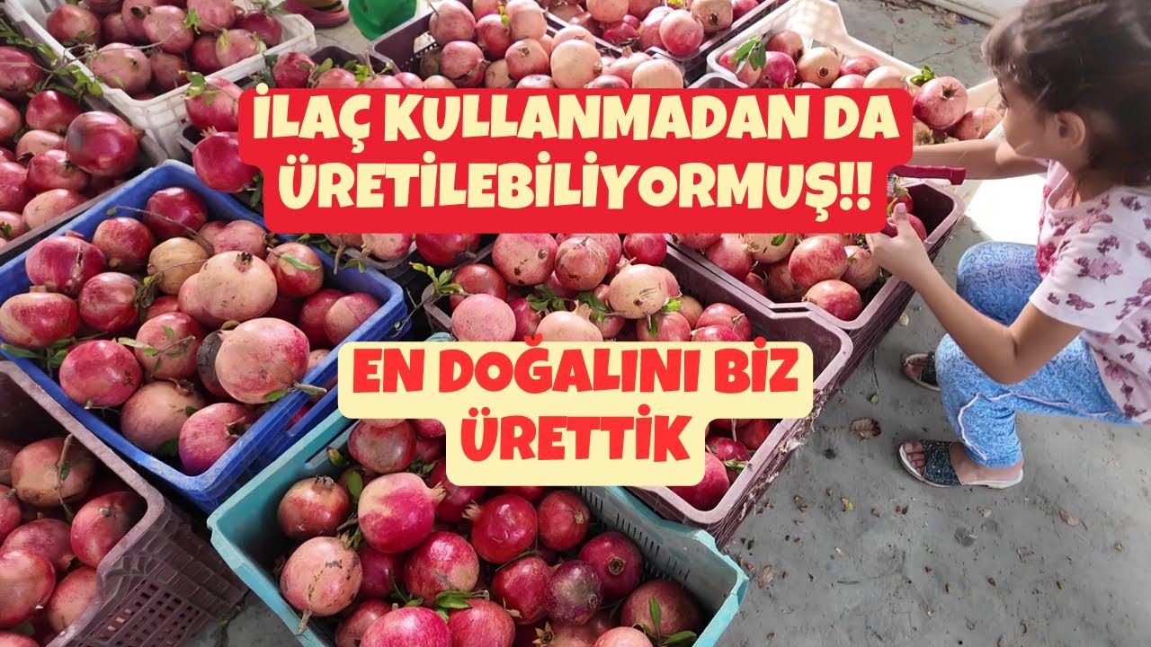 Doğal Nar Seçiyoruz | Yonca sulama | Köy Bahçemizde Mini Tur
