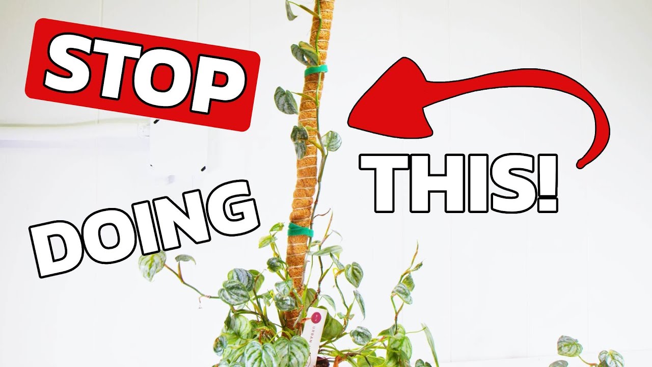 How To Use A Moss Pole For Climbing House Plants