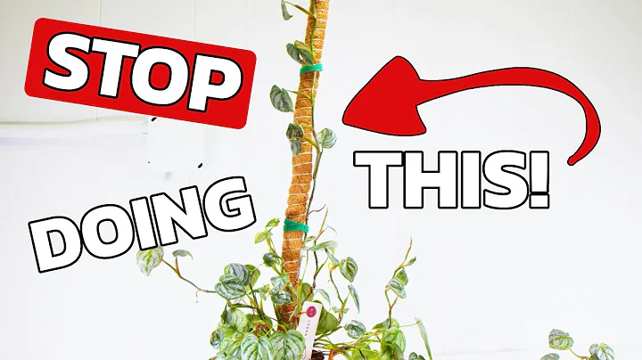 How To Use A Moss Pole For Climbing House Plants