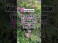 "Sakura Sold Out! Mekar Cantik yang Menghipnotis 🌸"
