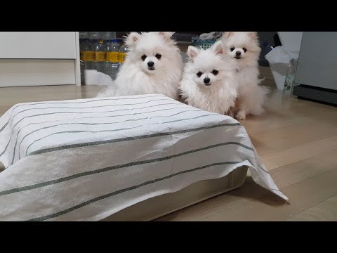말썽꾸러기 강아지들을 얌전히 만드는 방법!!
