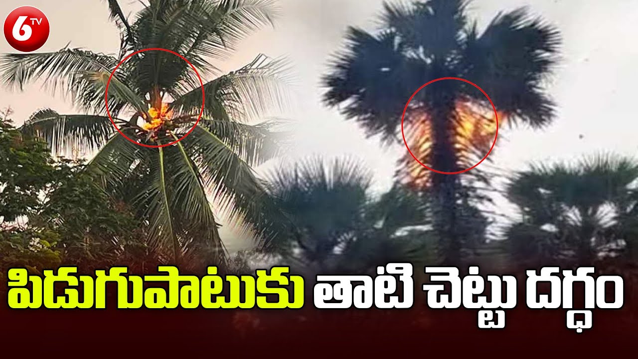 Can Palm Trees Fall Over