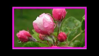 Rosen Umpflanzen So Bleibt Die Pflanze Unbeschadet