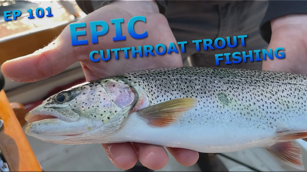 Epic Cutthroat Trout Fishing! SEA BUMS Fishing Episode 101 YouTube