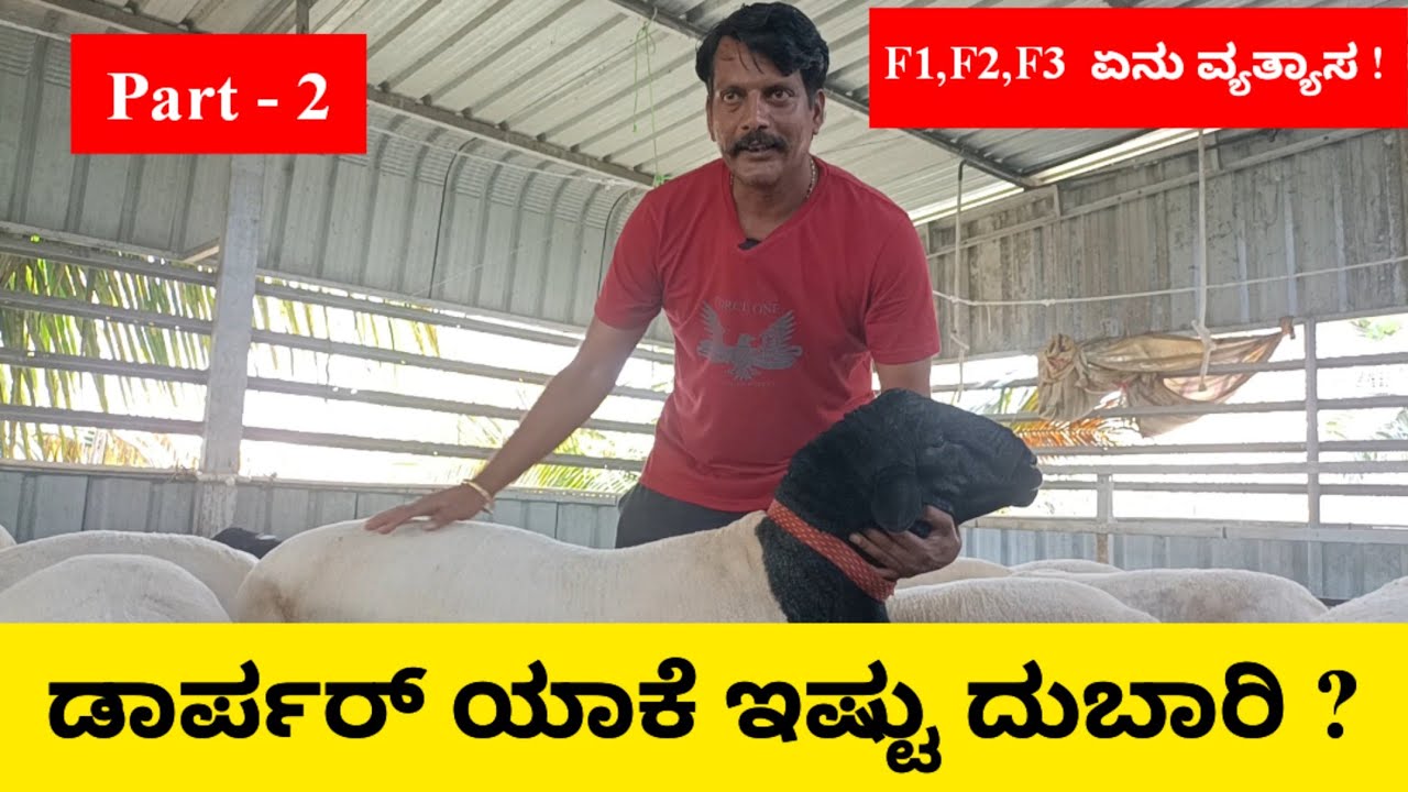 ಡಾರ್ಪರ್ ಯಾಕೆ ಇಷ್ಟು ದುಬಾರಿ !  | F1 F2 F3 ಅಂದರೇನು | Vasantha Dorper Sheep Farm |