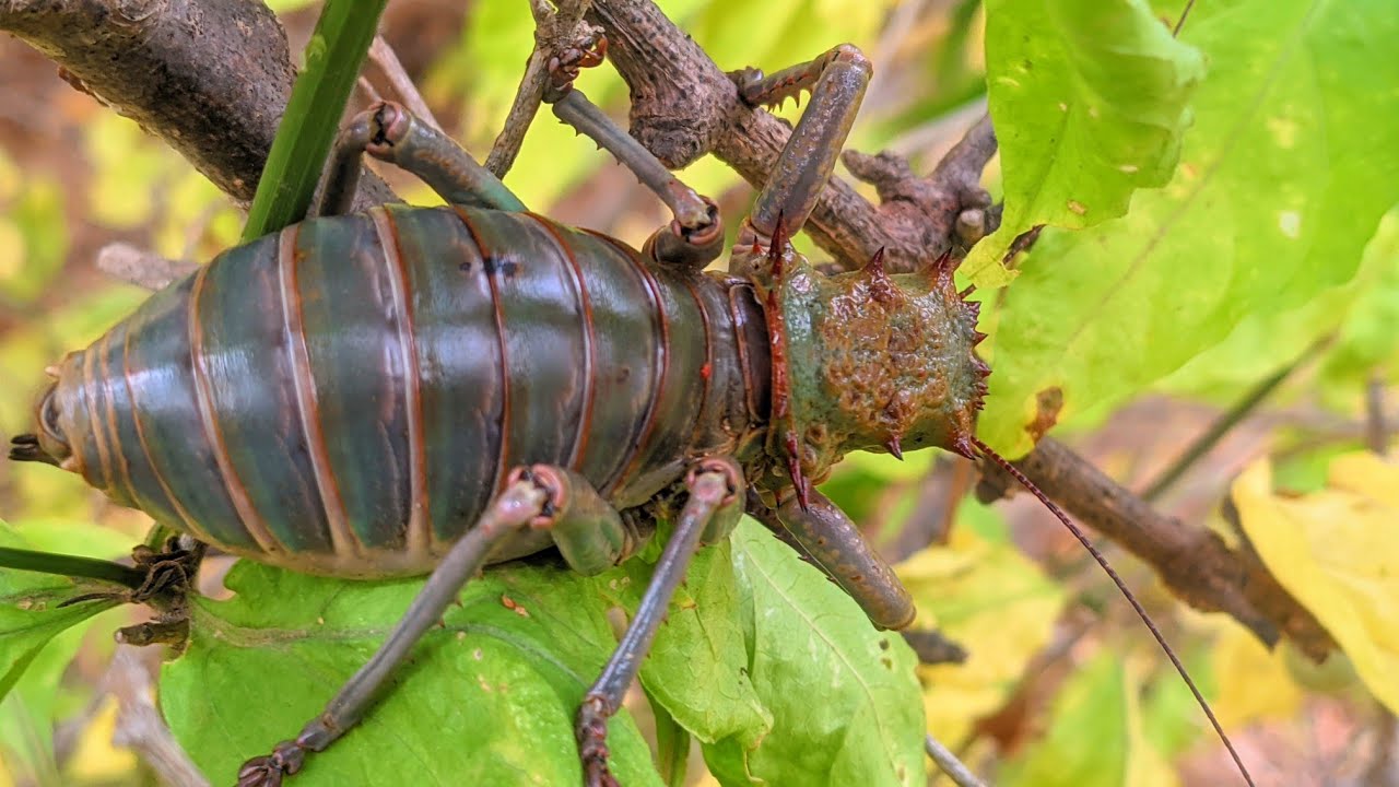 Tuffest Insect The largest and toughest insect never seen and met with - YouTube