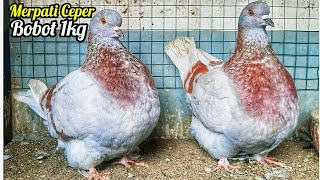Get to know the French Mondain pigeon and its selling price