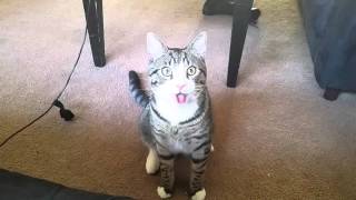 Cat Pants Like A Dog