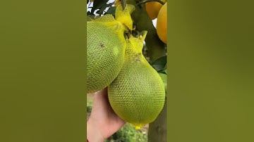 Bưởi Cảnh Tết. 0911451210.