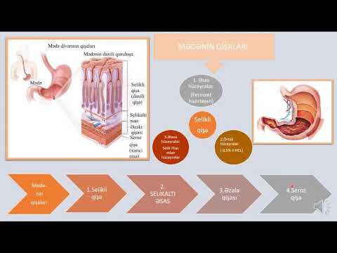 Video: Bağlayıcı zülalların funksiyası nədir?