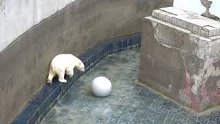 Медвежата катают шар по дну бассейна пока бассейн заполняют водой. 15.05.2024