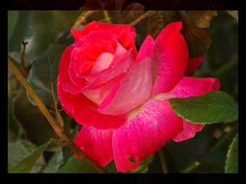 Видео: Для тех кто любит розы и красивые индийские песни.