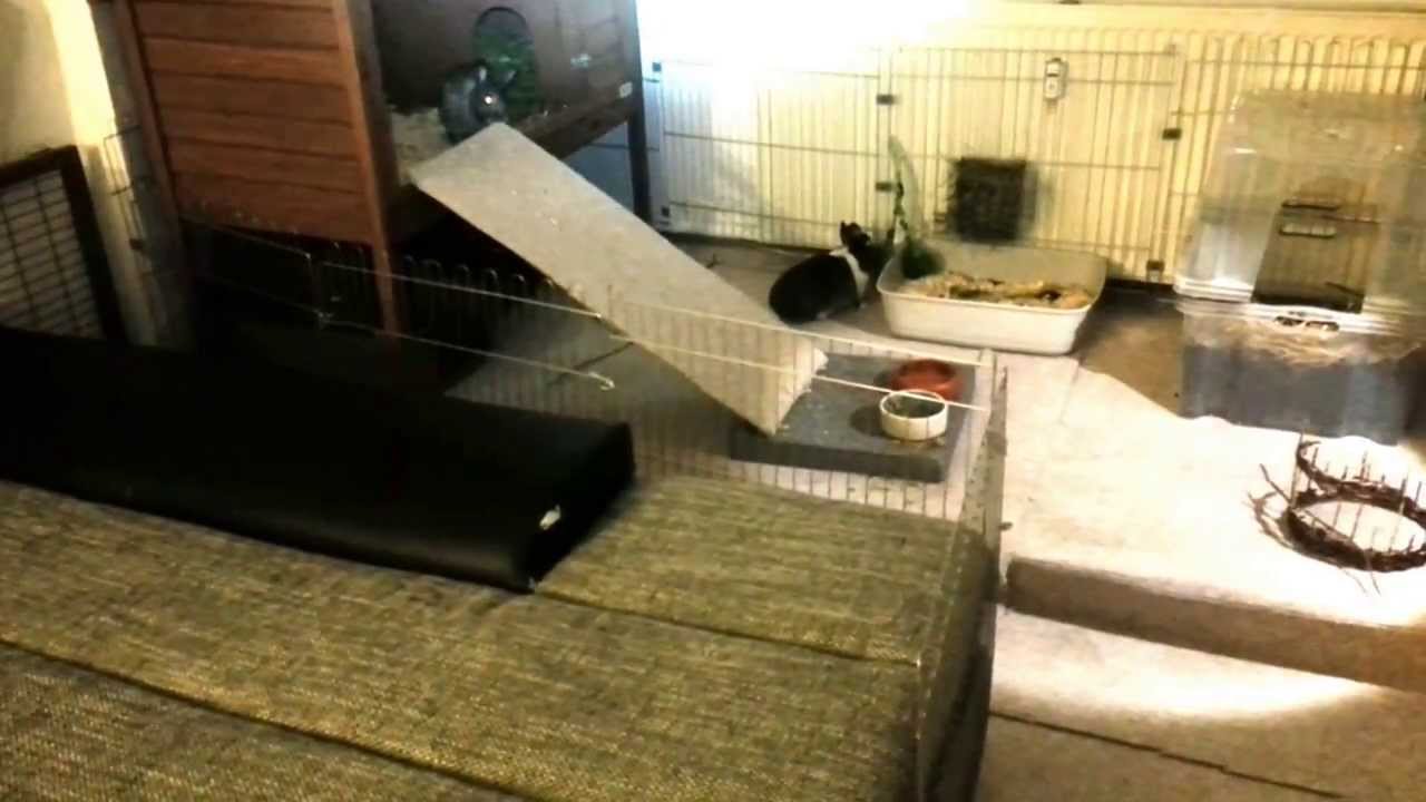 Kaninchenstall - Erweiterung für die Wohnung - YouTube