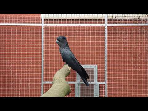 Red-tailed cockatoo
